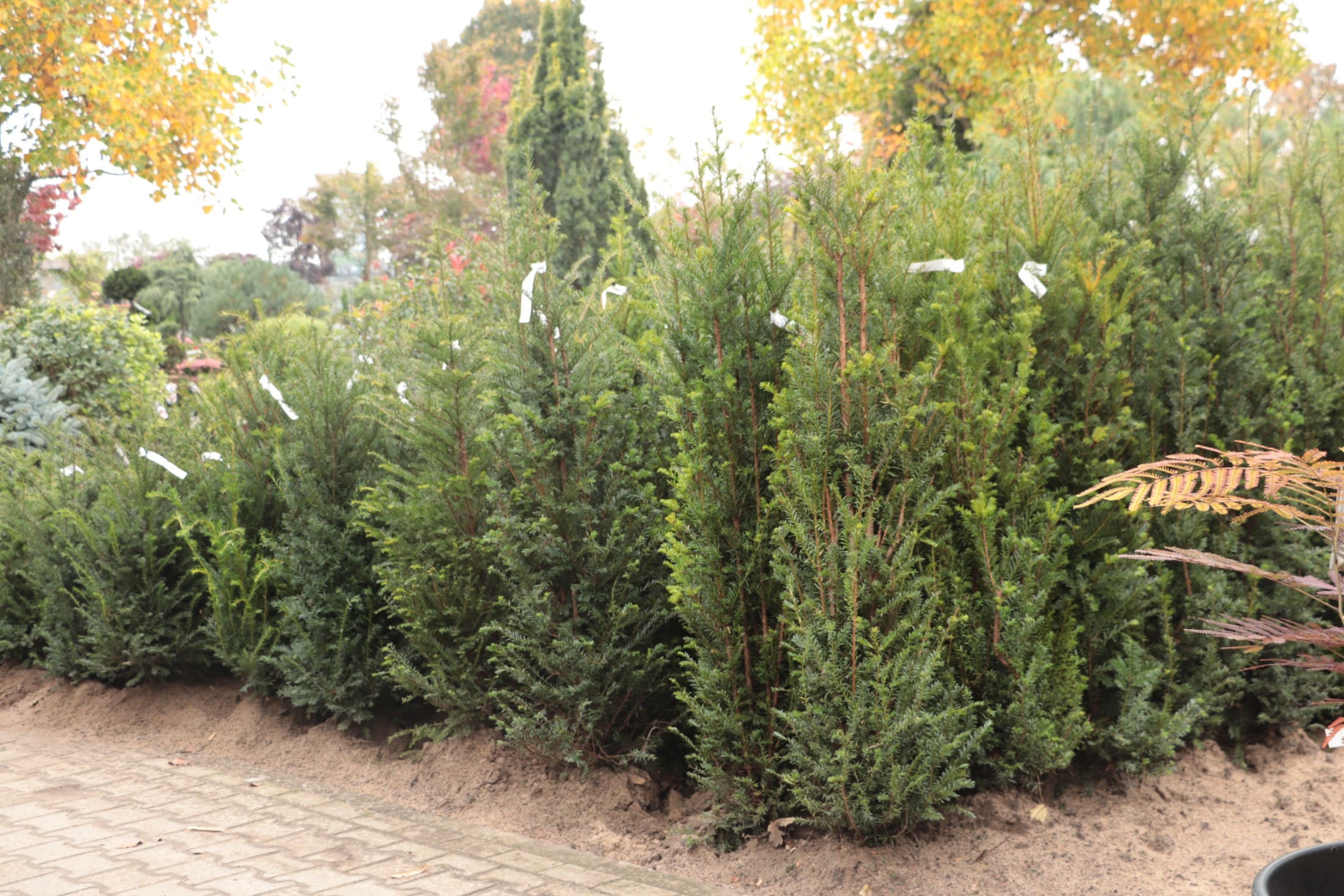 Groeiend Groen Plantencentrum