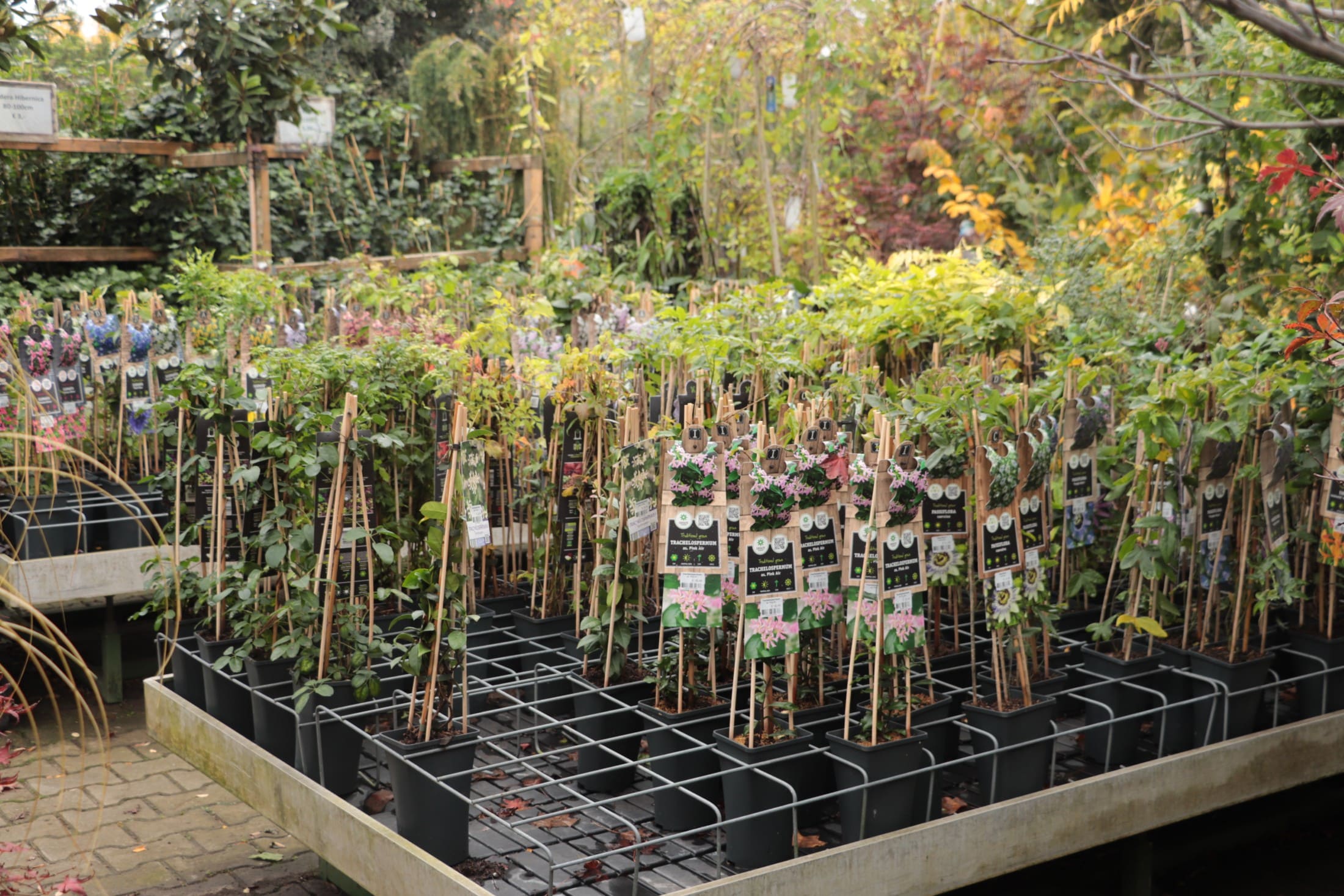 Groeiend Groen Plantencentrum