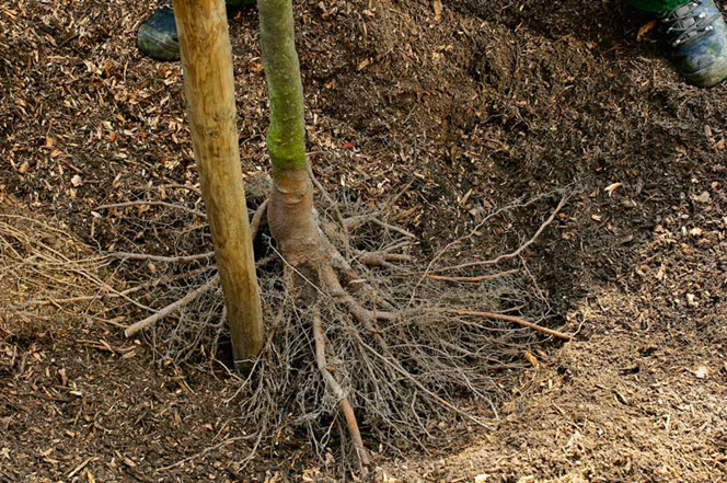 Bomen met blote wortels