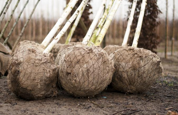 Bomen met draadkluit