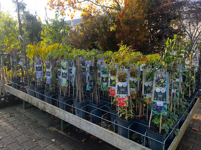 Klimplanten Klimplanten