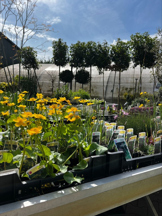 Vijverplant Siergrassen